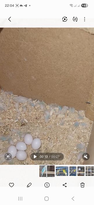 Радужни пара сотилади