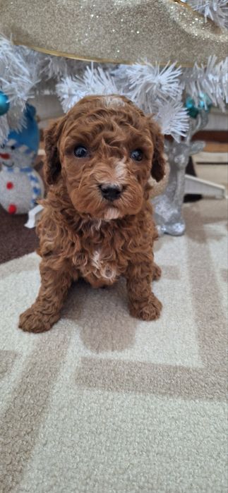 Той Пудел - Момче