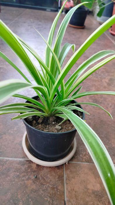 комнатные и садовые растения