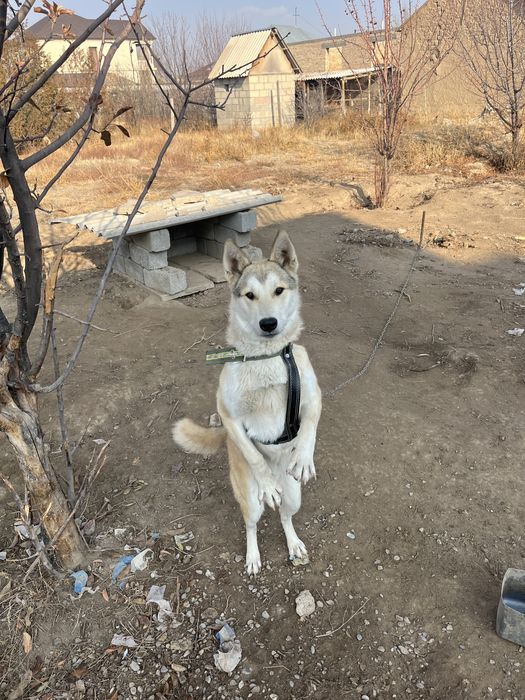 Собака Лайка Шенок