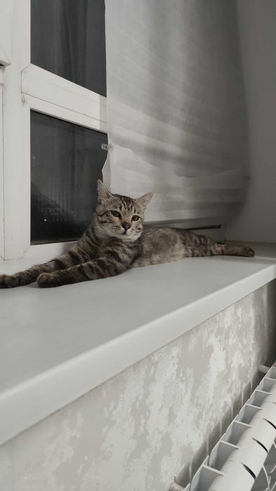 Дерзкий кот ищет дом