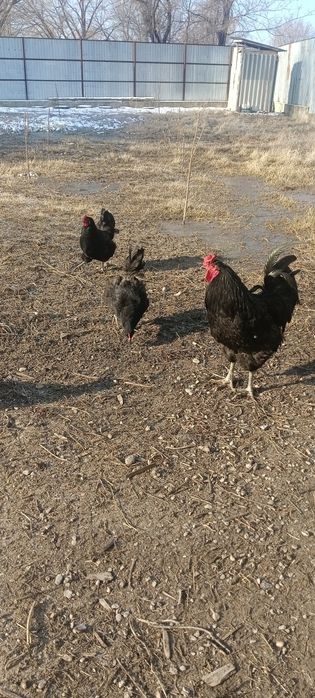 Яйцо для инкубаций