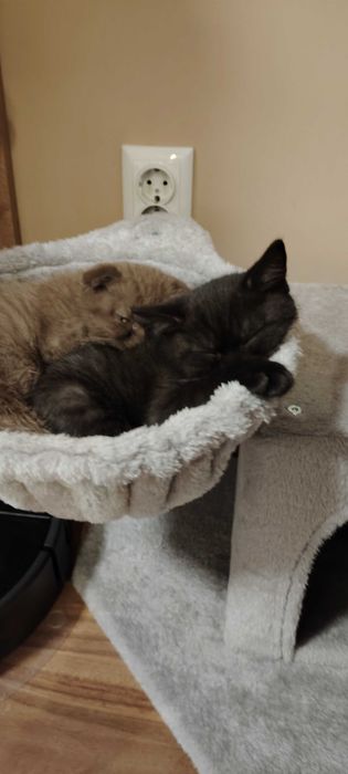 Прекрасно британче-пантера