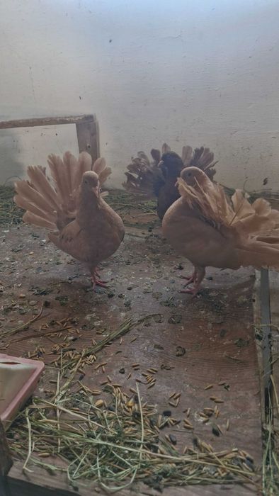 Продам Голуби павлины