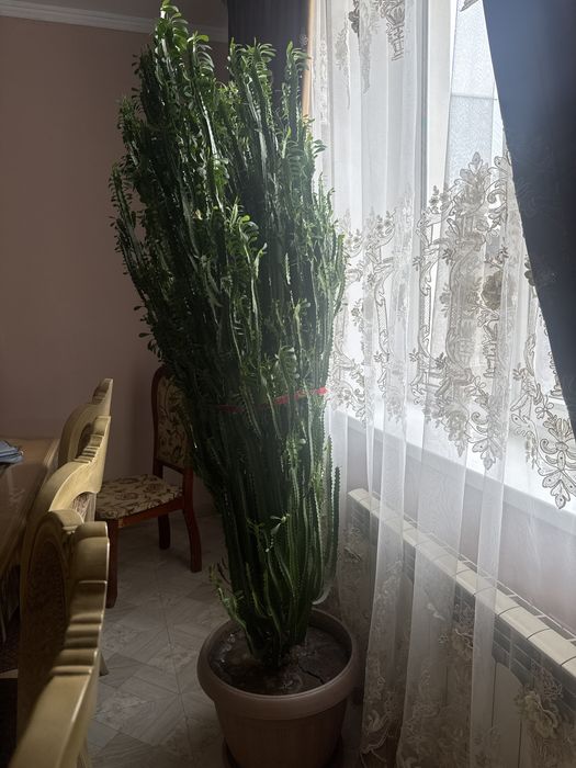 Кактус молочай очень красивое растение