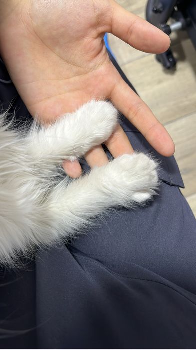 Котенок девочка в добрые руки