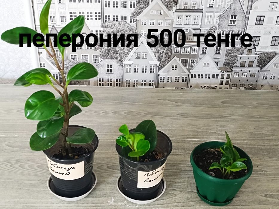 Продам цветы разные