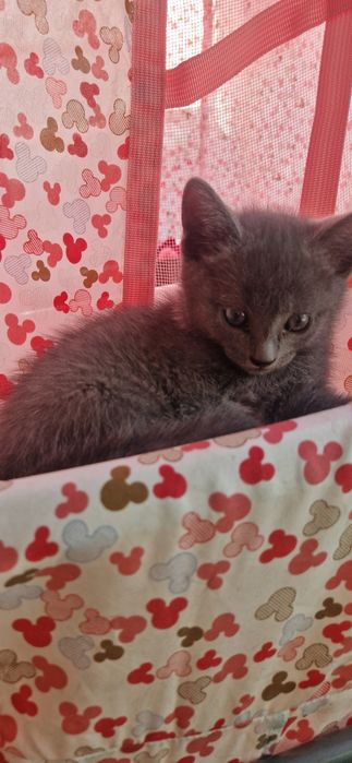 Котята  котята  котята