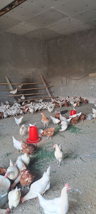 Сенди товуклар сотилади