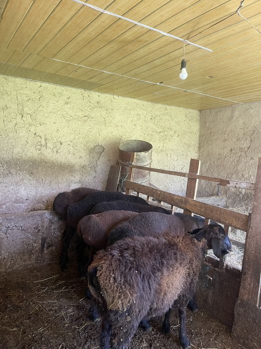 Продаются бараны