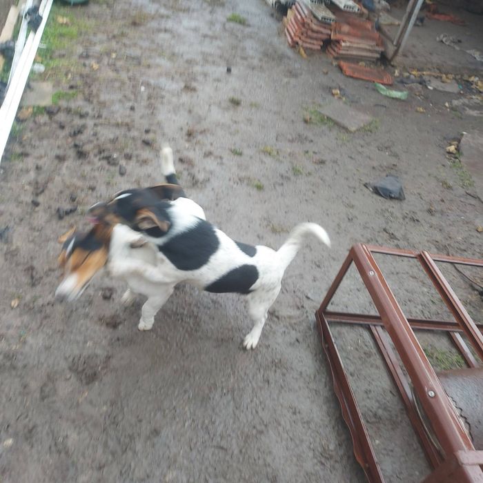 Джак ръсел териер