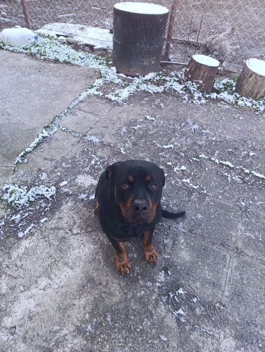 Ротвайлер - бебета