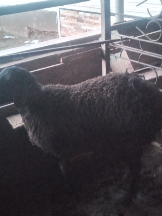 Urg'ochi qoylar sotiladi