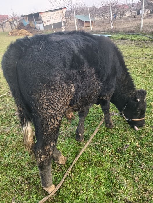 Vând tăuraș negru aproximativ 300 kg
