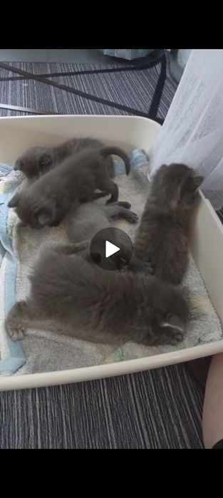 Отдам котят даром