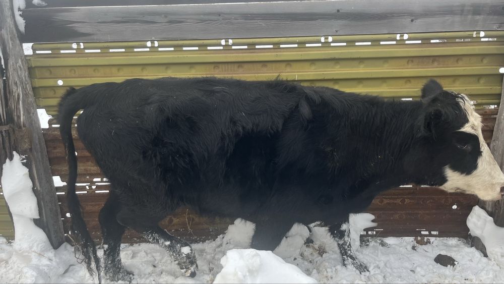 Ірі қара мал сатылады 5 бас Ангуст