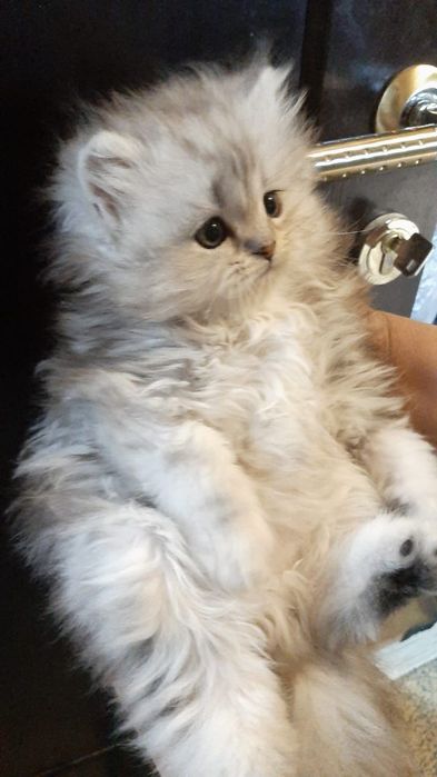 Британский  котенок
