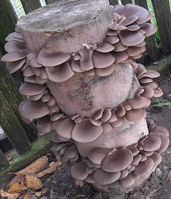 Miceliu de inalta calitate pt. Pleurotus (Italspawn)