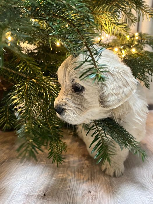 Pui golden retriever