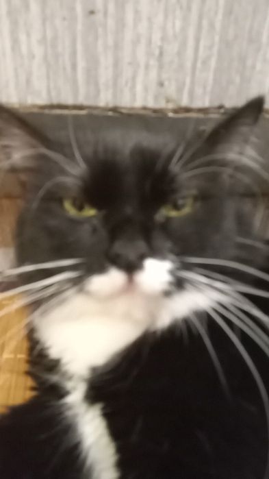 Pisică femela spre adopție