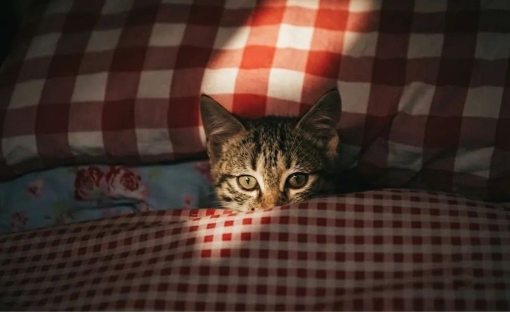 Котенок ищет любящих хозяев