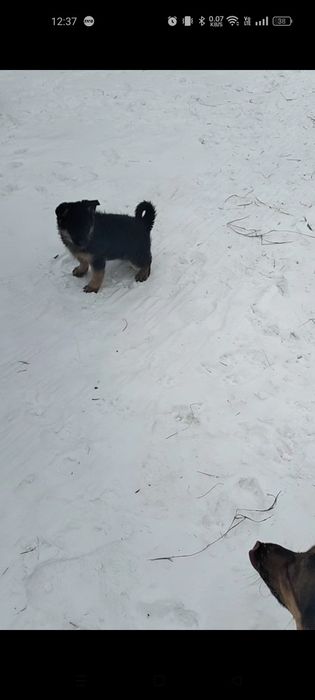 Щенки немецкой овчарки