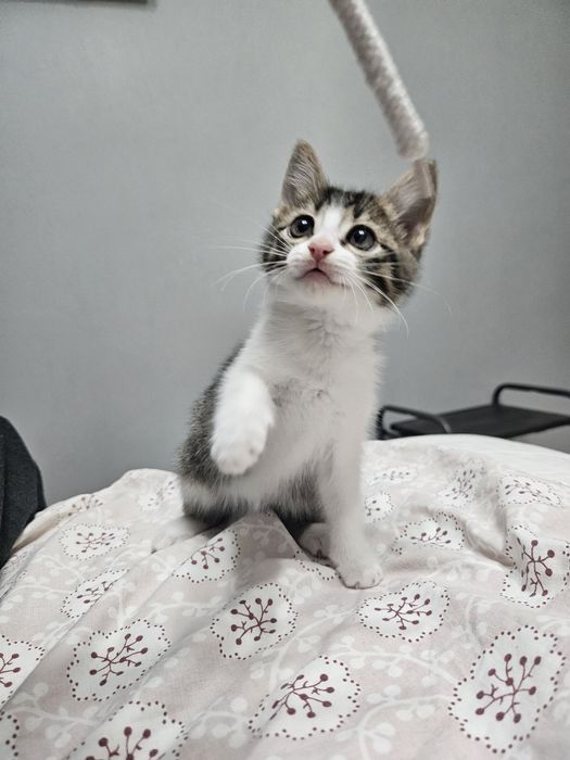 Котёнок девочка в добрые руки