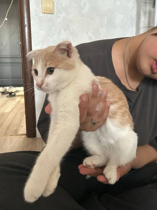 Котенок в добрые руки