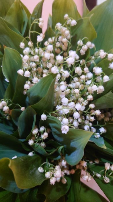 Сирень, плодовые деревья, рассада, букеты.