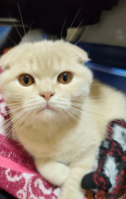 Продаётся породистый кот