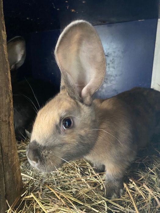 Кролики 1,5 месяца и 2 месяца
