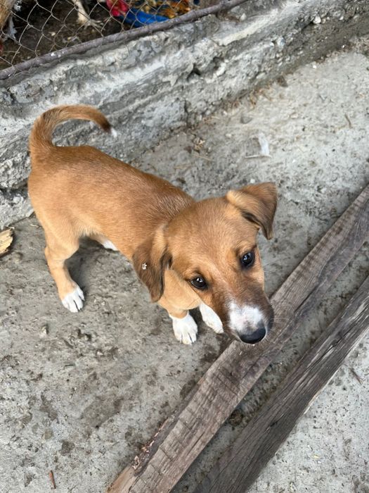 Отдам щенков помеси Тазы и Лайки