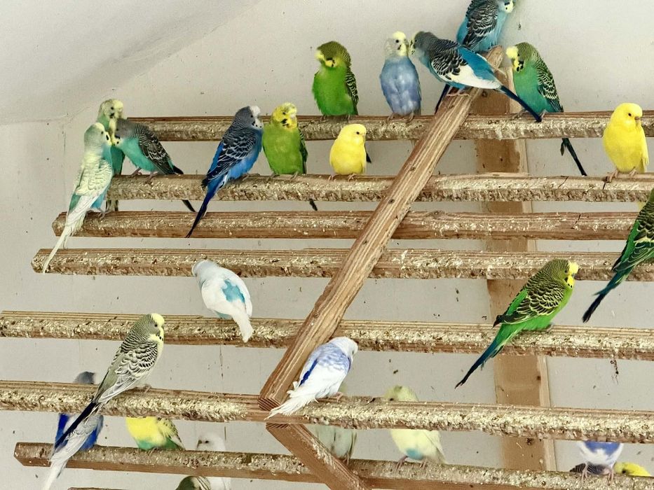 Vând Peruși și Micul și Marele Alexander