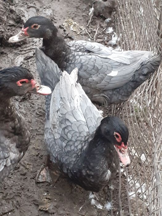 Vând rate lesesti și ouă și bobocei