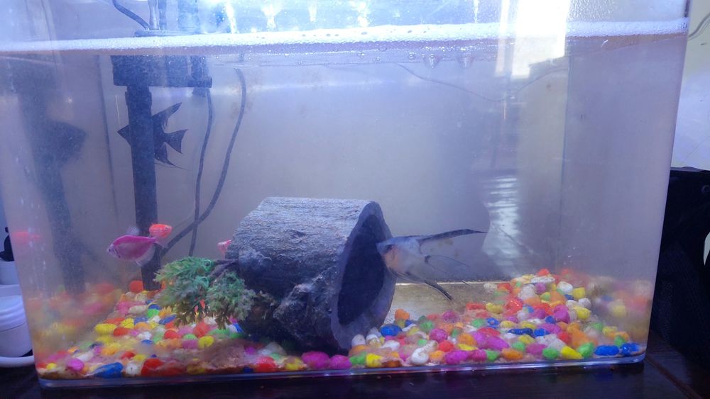 Аквариум 25литр балыктарымен