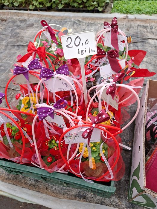 Zambile ,cyclamen și primule