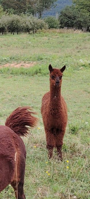 Vând pereche alpaca