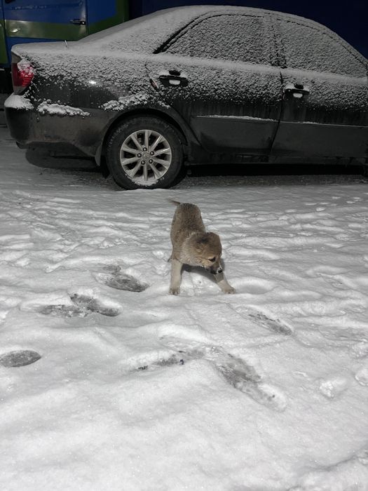 алабай ұрғашы күшік 2,5 айлық