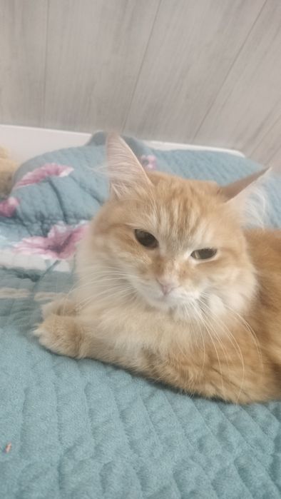 Кошка Сибирская 3 года