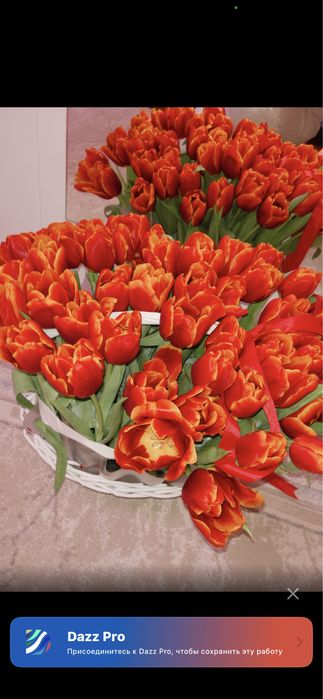 Цветы тюльпан продается