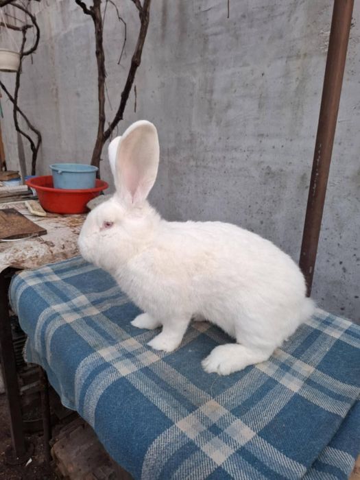 3 masculi de Urias German