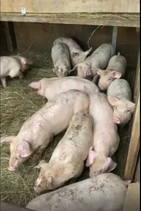 Куры поросята доставка до дома