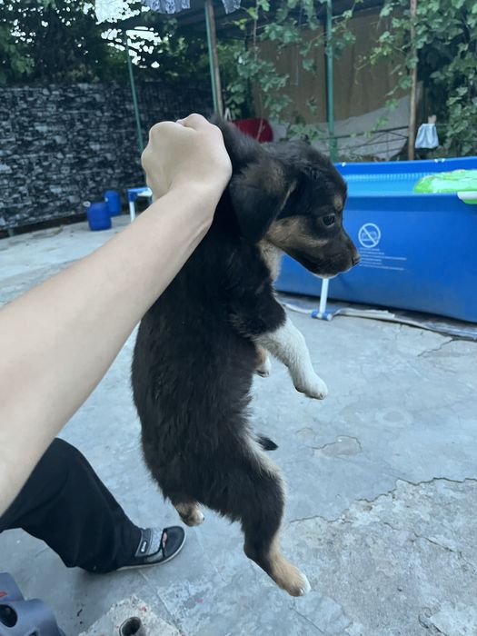 Продается  щенок