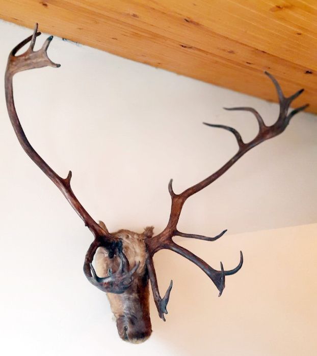 Рога от северен елен