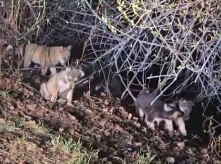 Отдам щенят в добрые руки