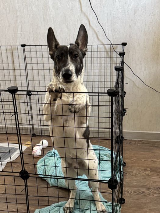 Отдам щенка в хорошие руки