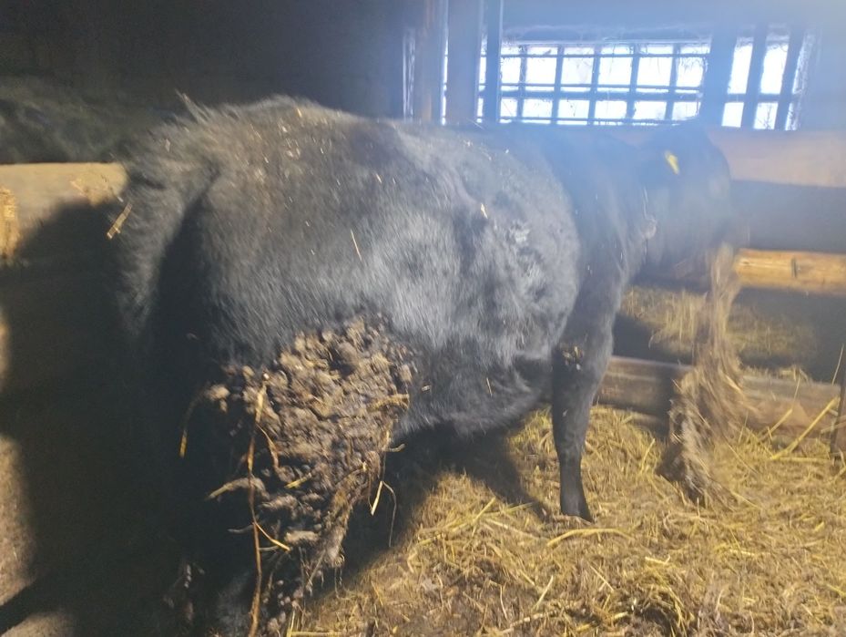 Продажа молодняка