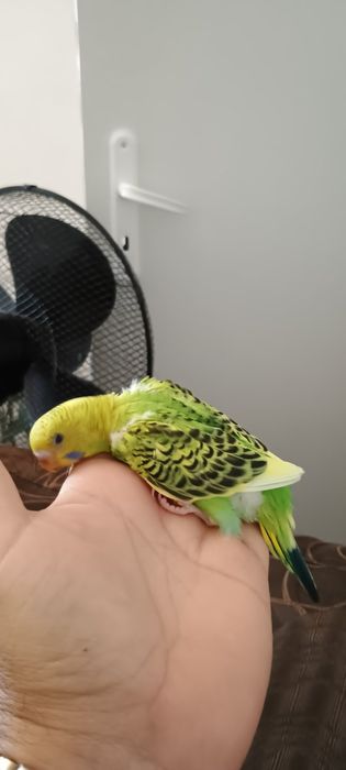 Ръчно хранени социални вълнисти папагали.