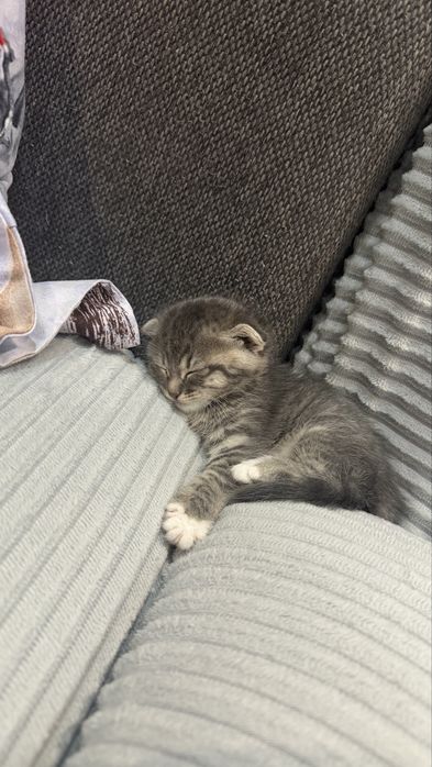 Продам котят вислоухие