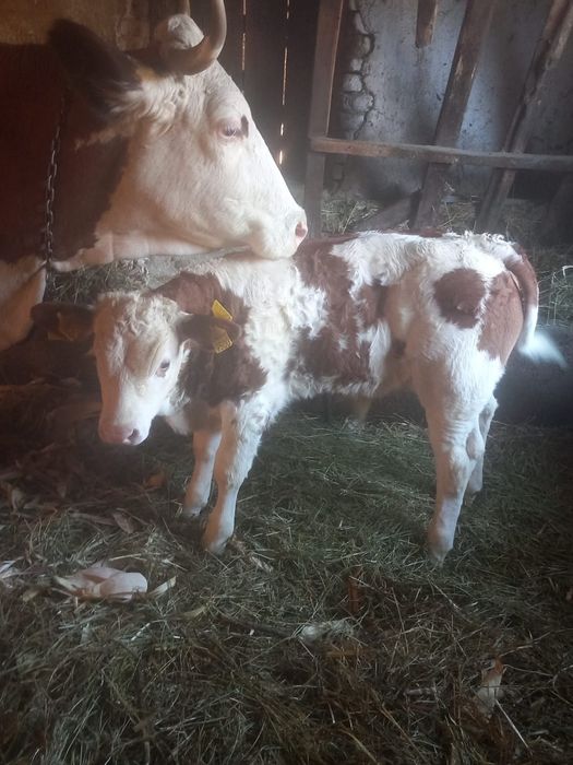 Vând vițel foarte  frumos